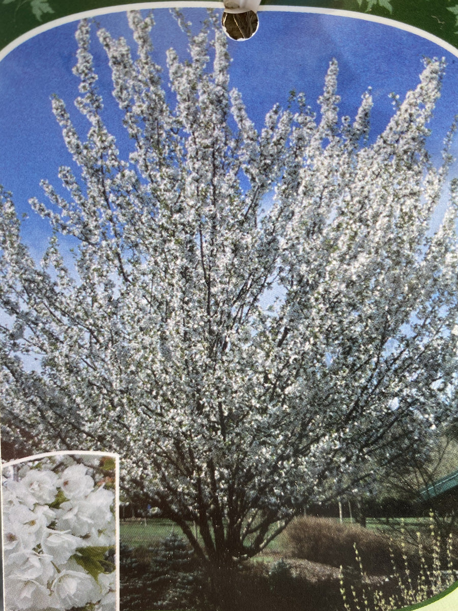 Prunus 'Mt. Fuji' | Flowering Cherry