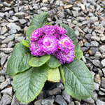 Primula Belarina 'Lively Lilac' Qt.