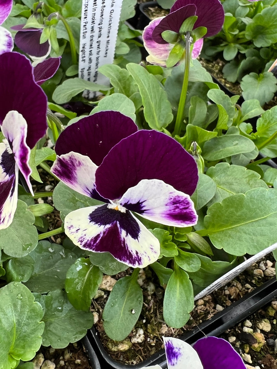 Violas