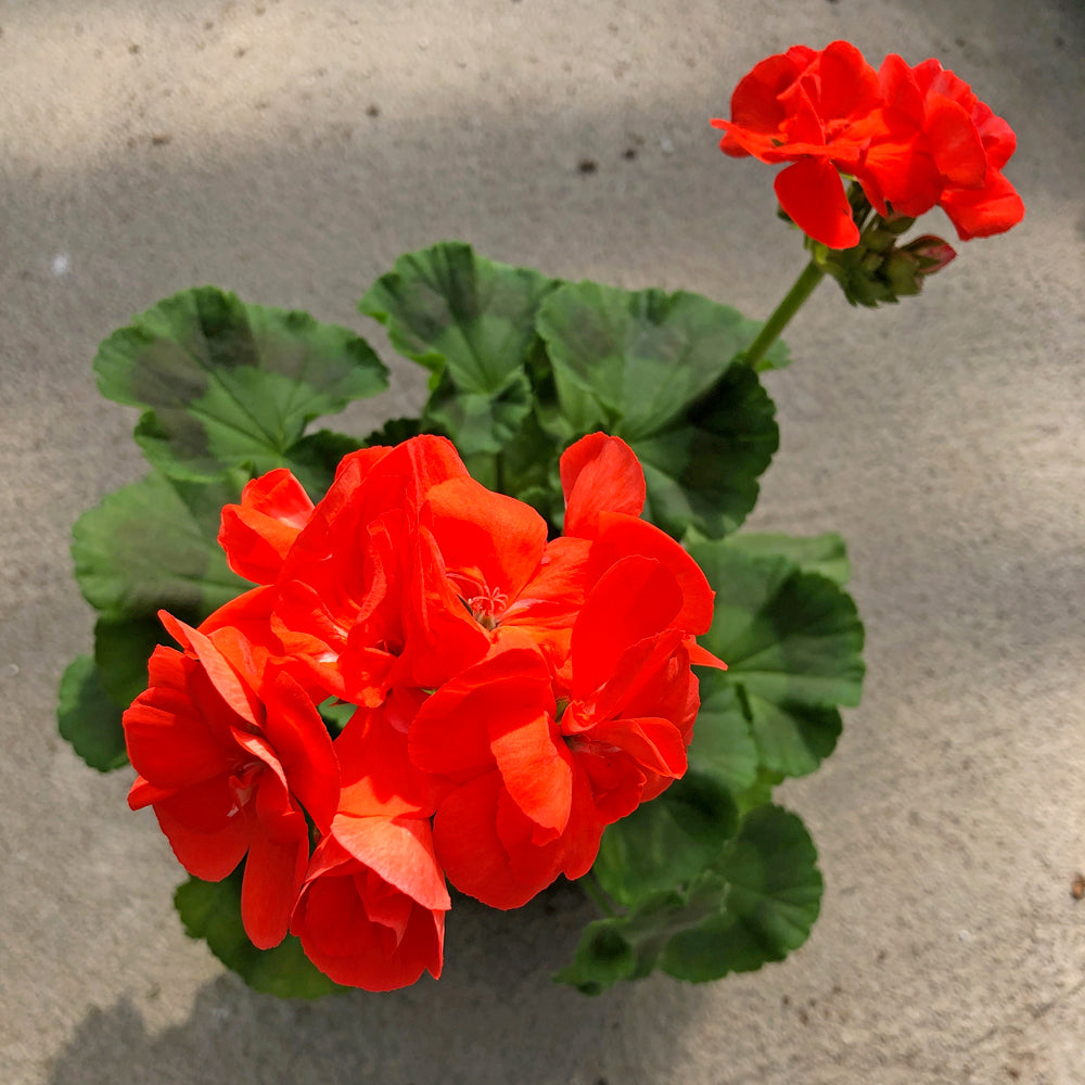 Geranium | Rocky Mountain™ Orange 4''