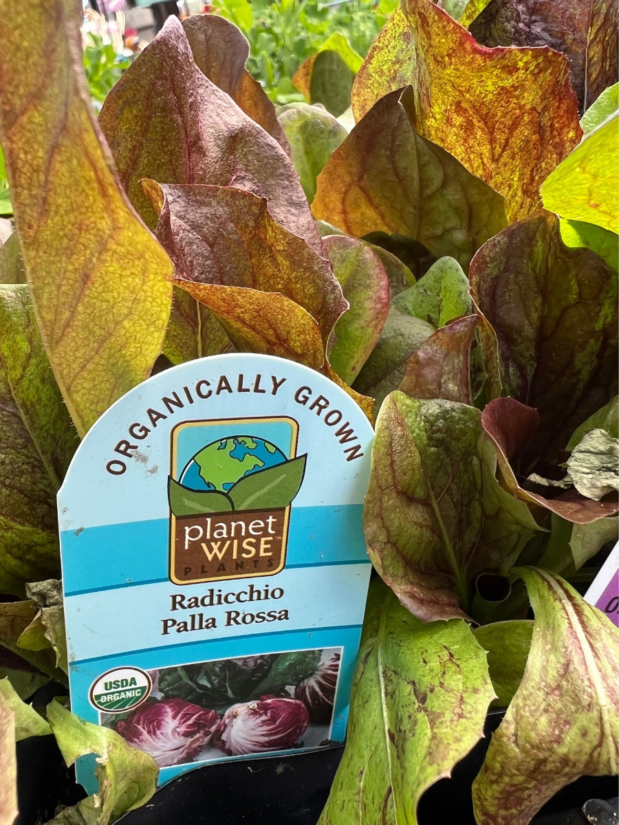 Organic Jumbo 6 Pack | Radicchio