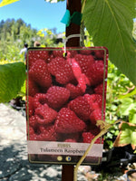 Raspberry 'Tulameen' 2YR