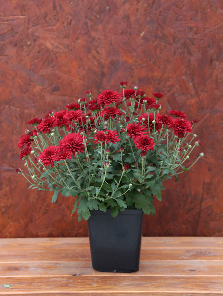 Mum ' Radiant Red'