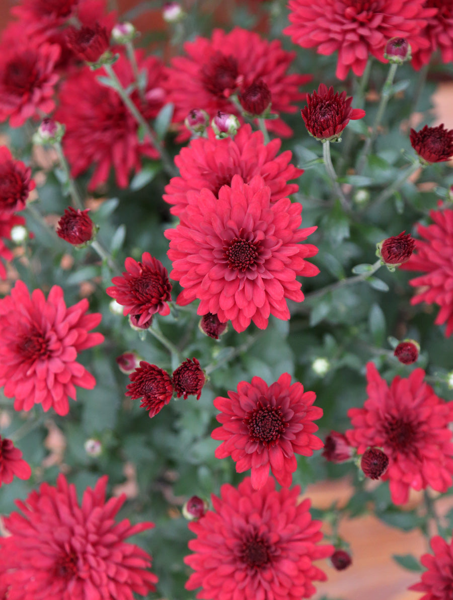 Mum ' Radiant Red'