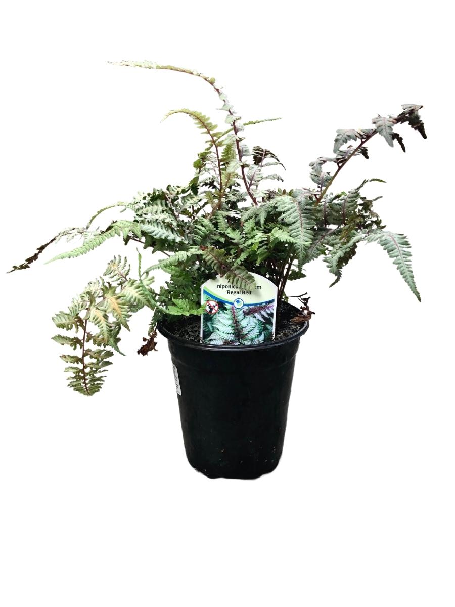Athyrium niponicum 'Regal Red' Japanese Painted Fern Qt.