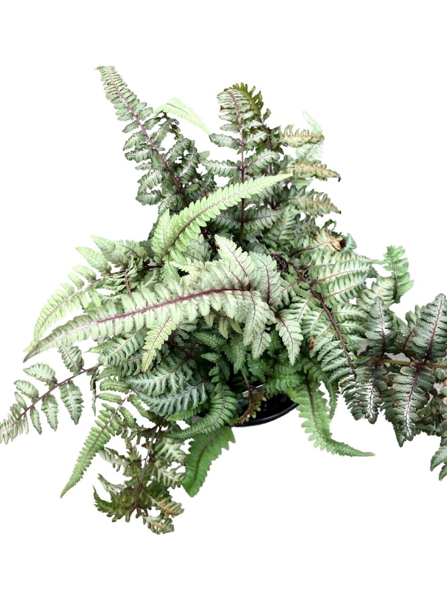 Athyrium Niponicum 'Regal Red'