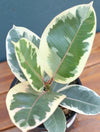 Ficus Rubber Plant 'Tineke'