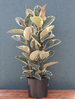 Ficus Rubber Plant 'Tineke'