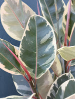 Ficus Rubber Plant 'Tineke'