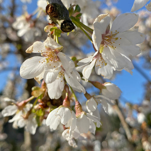 Prunus 'Snow Fountain' | Weeping Flowering Cherry