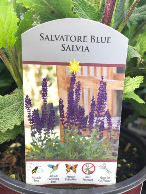 Salvia Salvatore Blue 1G