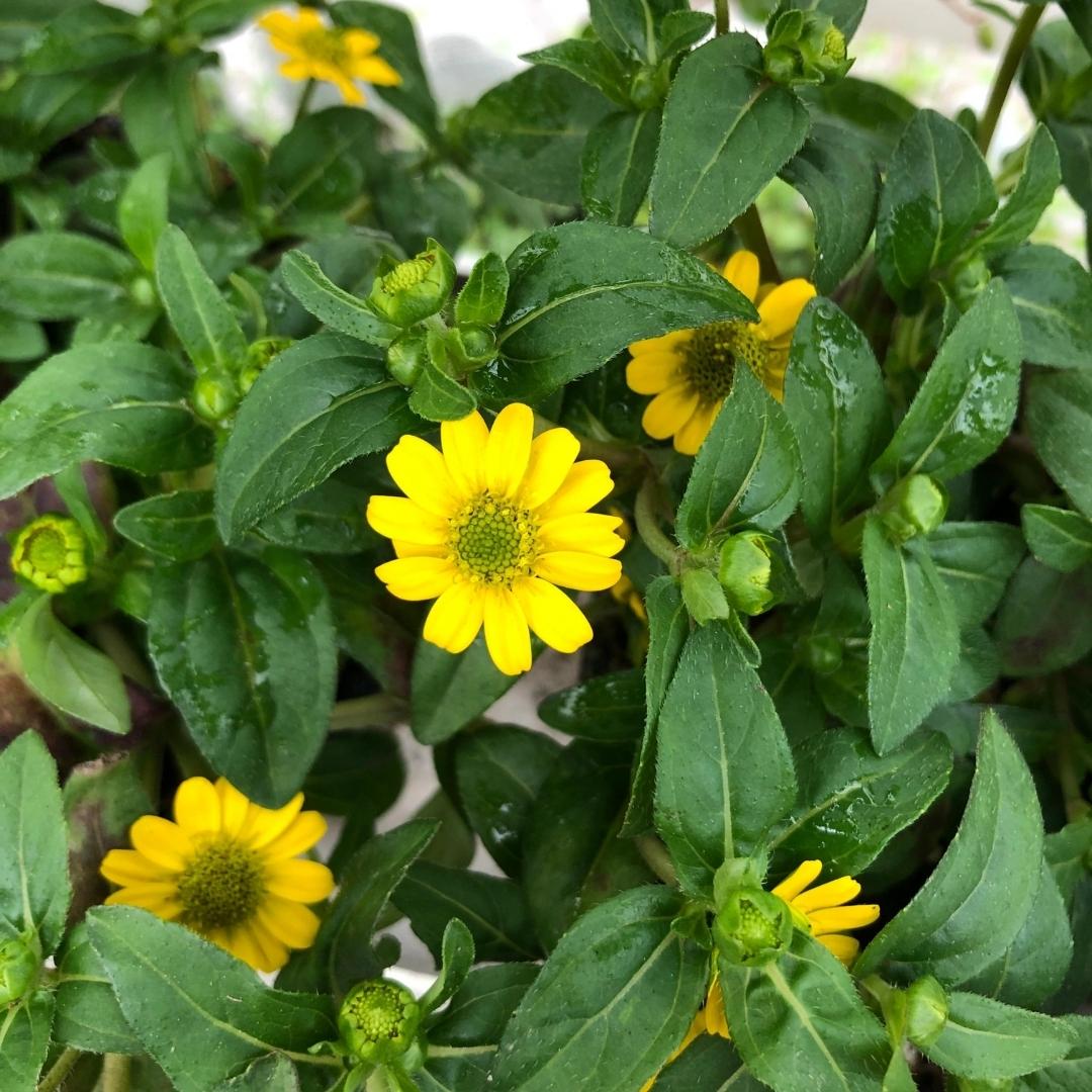 Watson's Greenhouse 