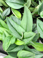 Scindapsus Pictus 'Moonlight' 6"