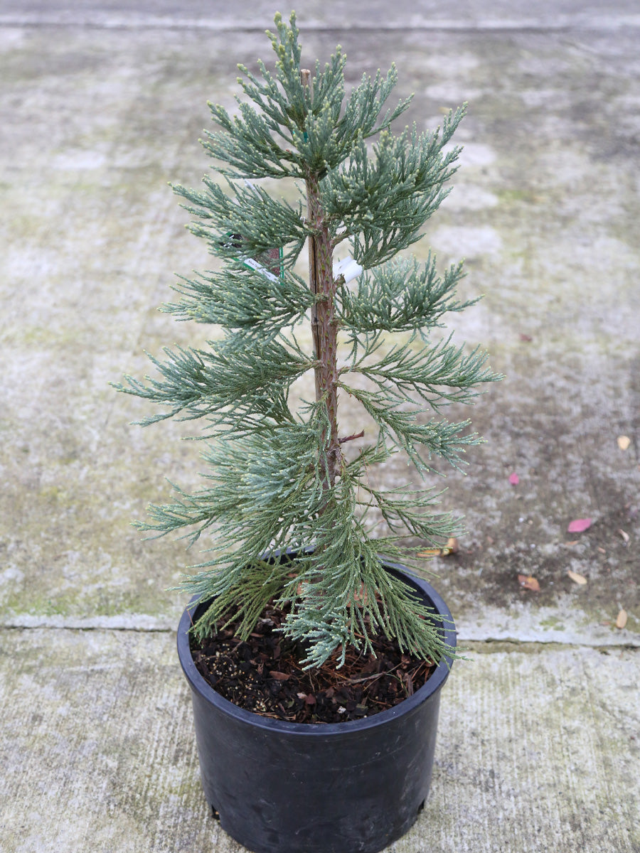 Sequoiadendron g Glauca (Giant Redwood) 6g