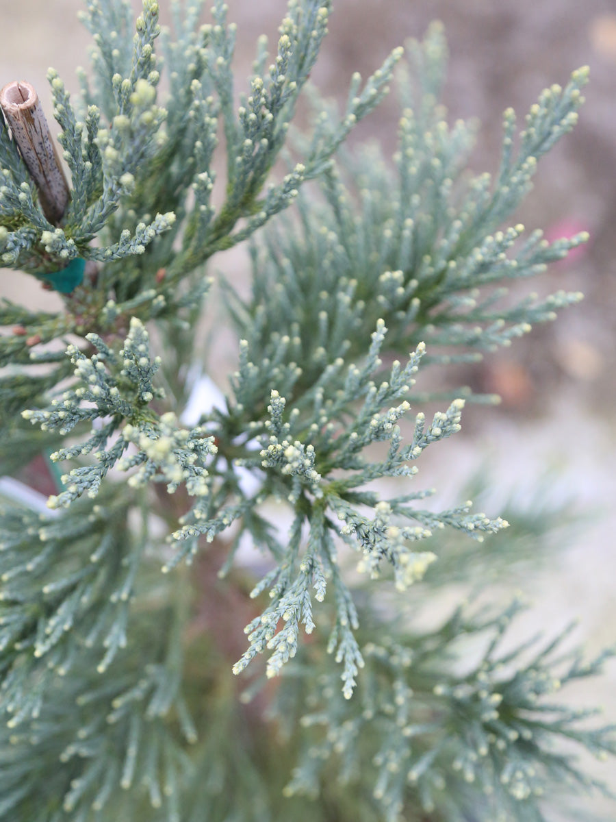 Sequoiadendron g Glauca (Giant Redwood) 6g