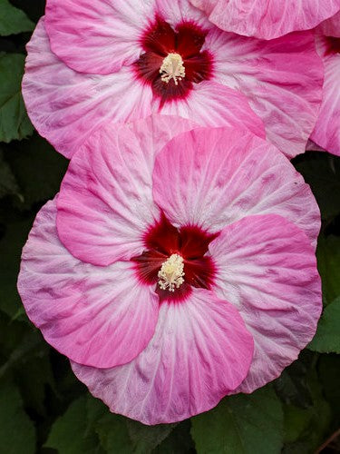 Hardy Hibiscus Summerific® 'Spinderella' 3G