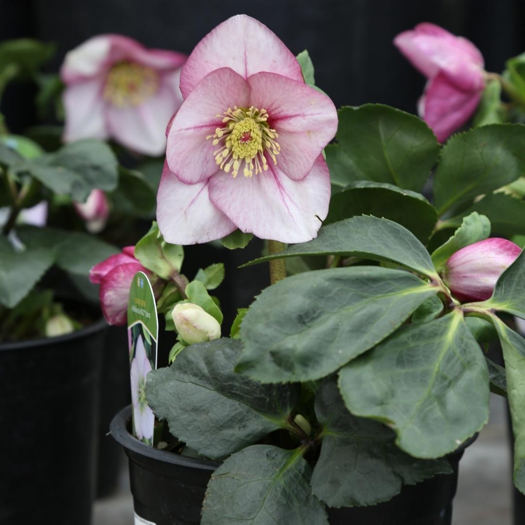 Hellebore 'Liara' 1G