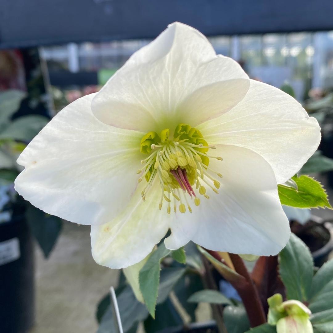 Hellebore Ice N' Roses® White