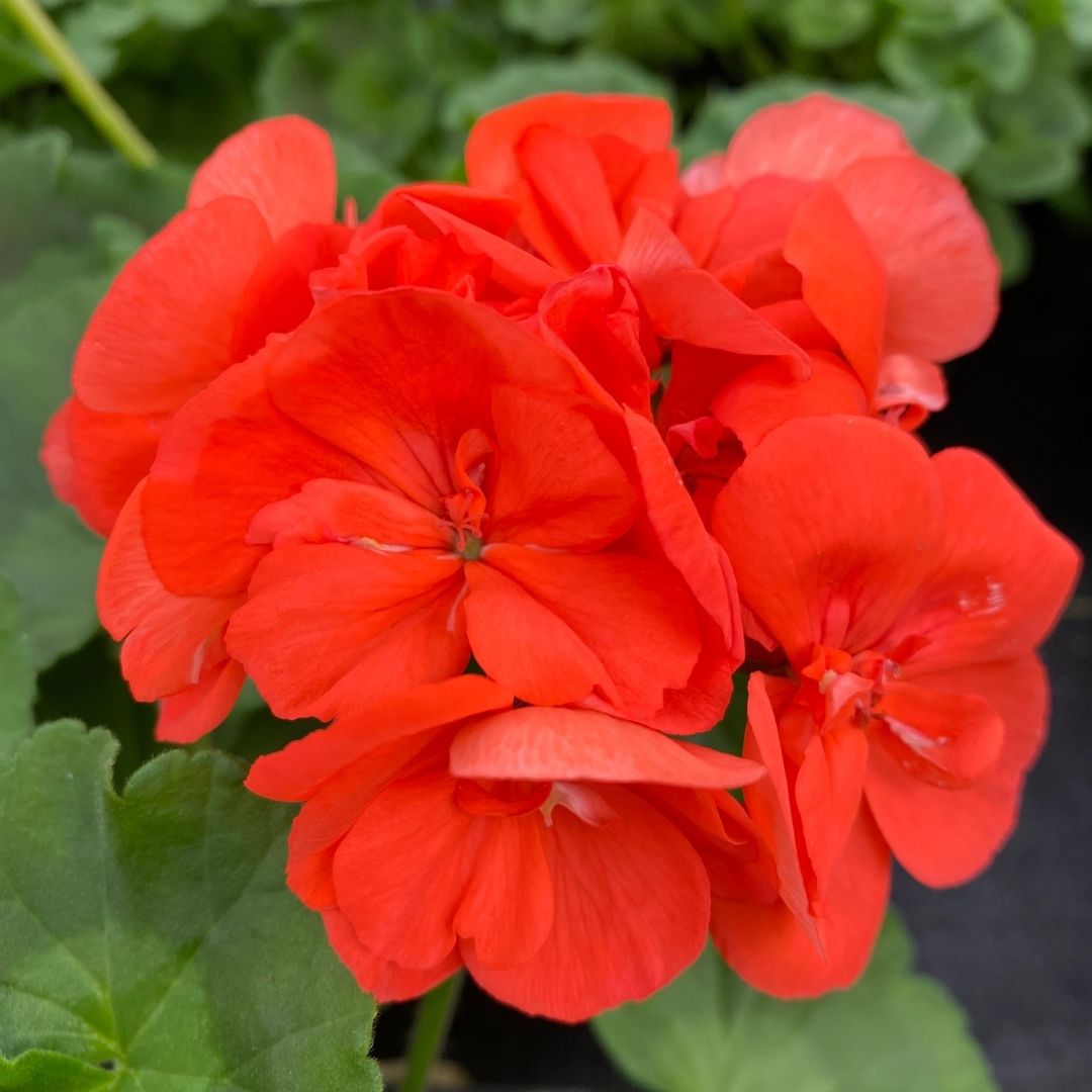 Geranium | Rocky Mountain™ Orange 4''