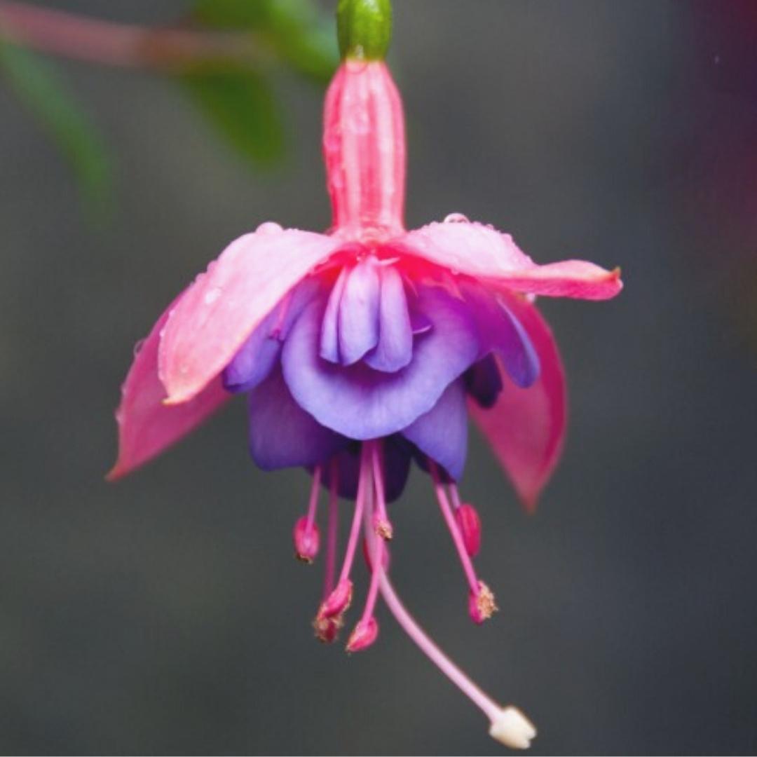 Fuchsia | Emma Louise 4"