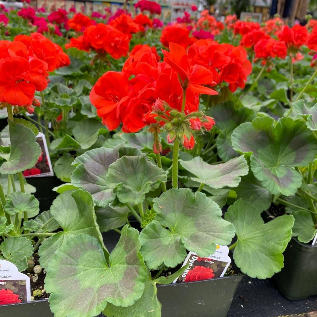 Geraniums – Watson's Greenhouse