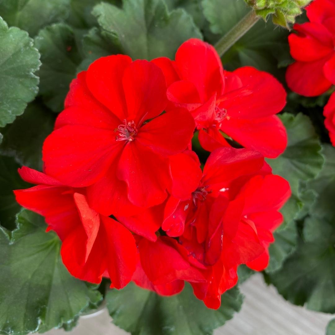 Geranium | Tango™ Dark Red 4"