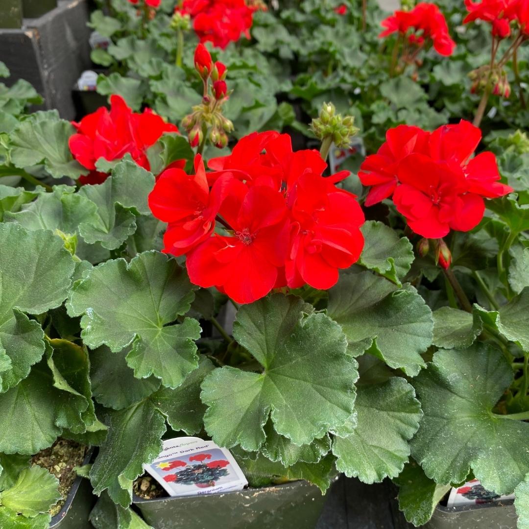 Geranium | Tango™ Dark Red 4"