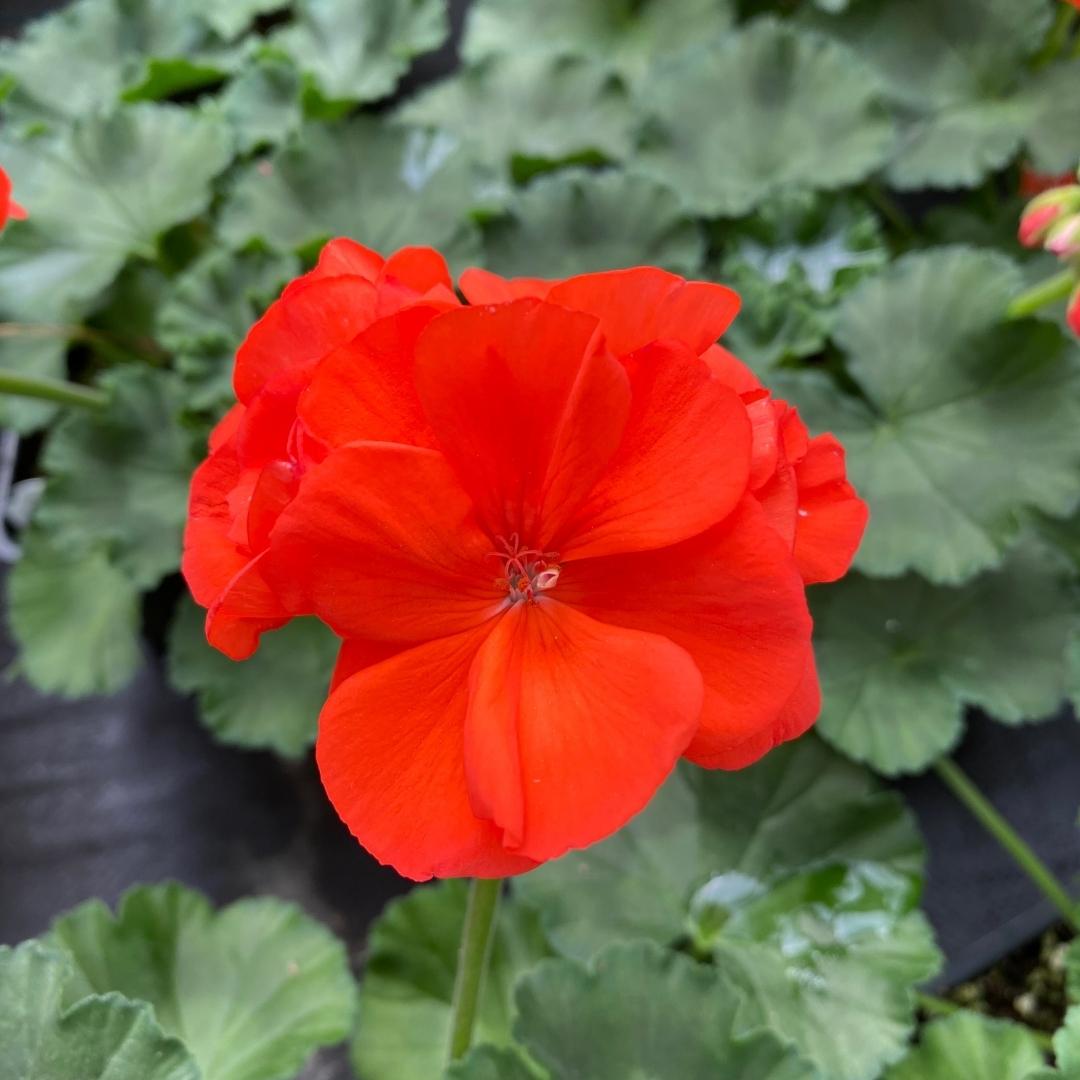 Geranium | Tango™ Orange 4"