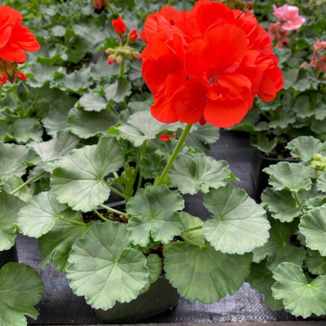 Geranium | Tango™ Orange 4"