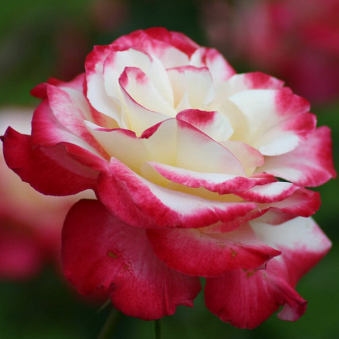 Hybrid Tea | Double Delight