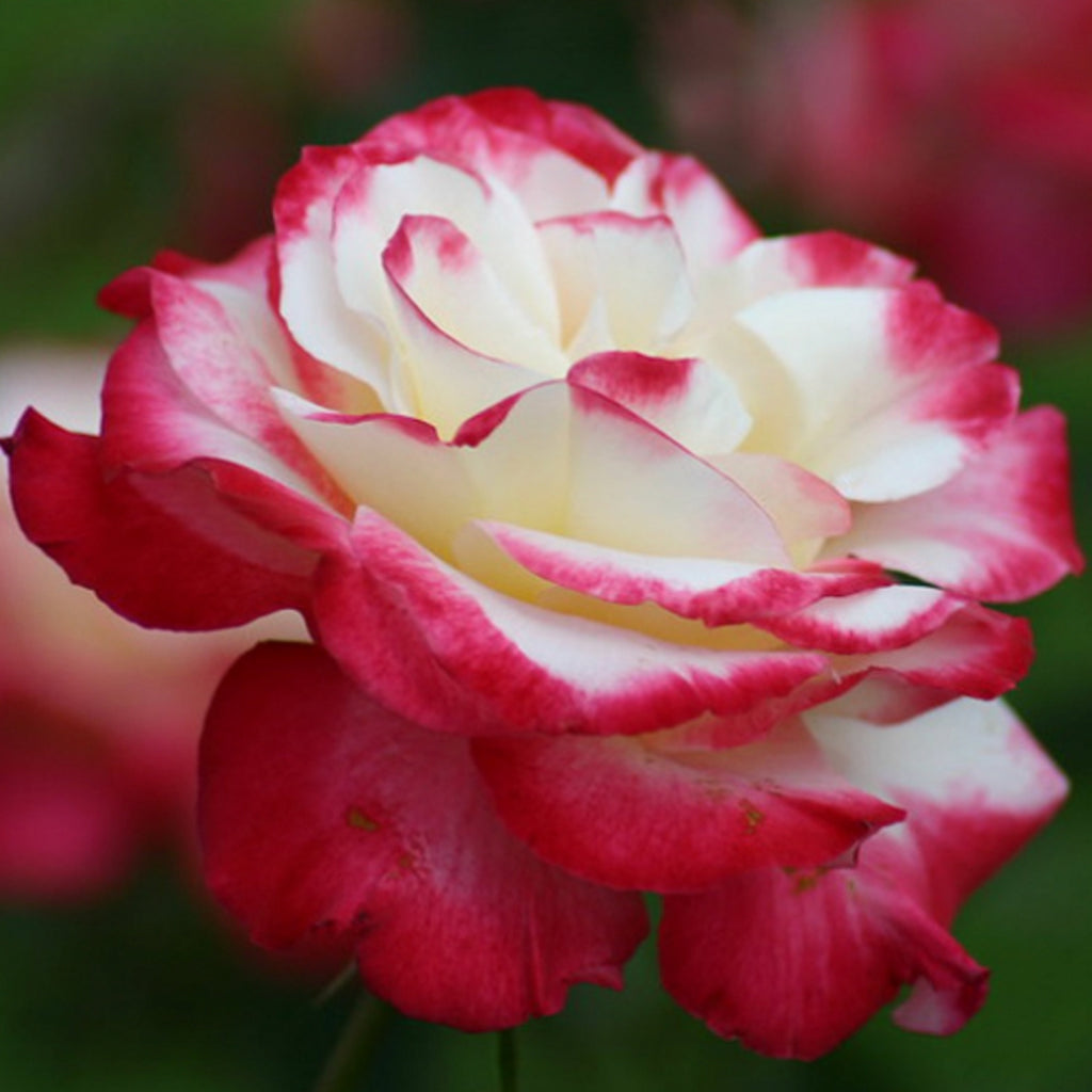 Roses – Watson's Greenhouse