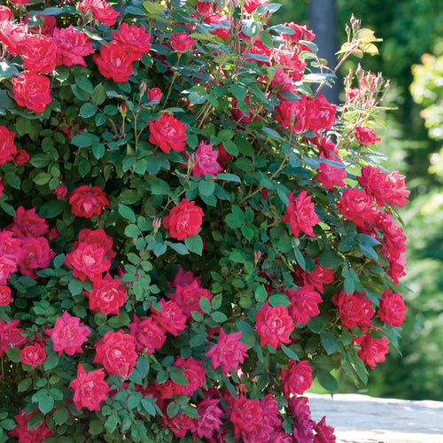 Shrub | Double Red Knock Out