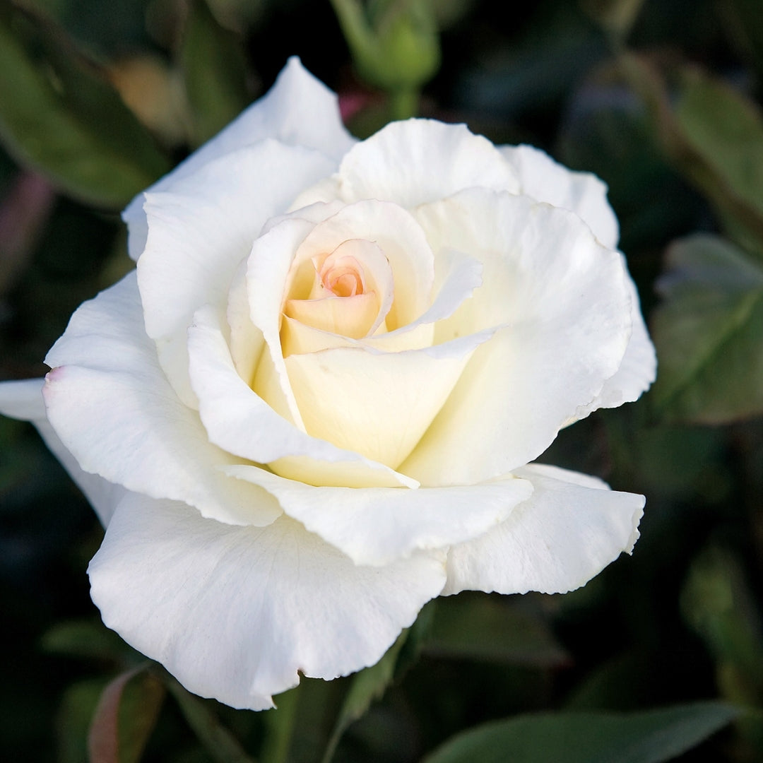 Hybrid Tea | Secret's Out