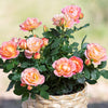 Mini Rose | Sunblaze Peach