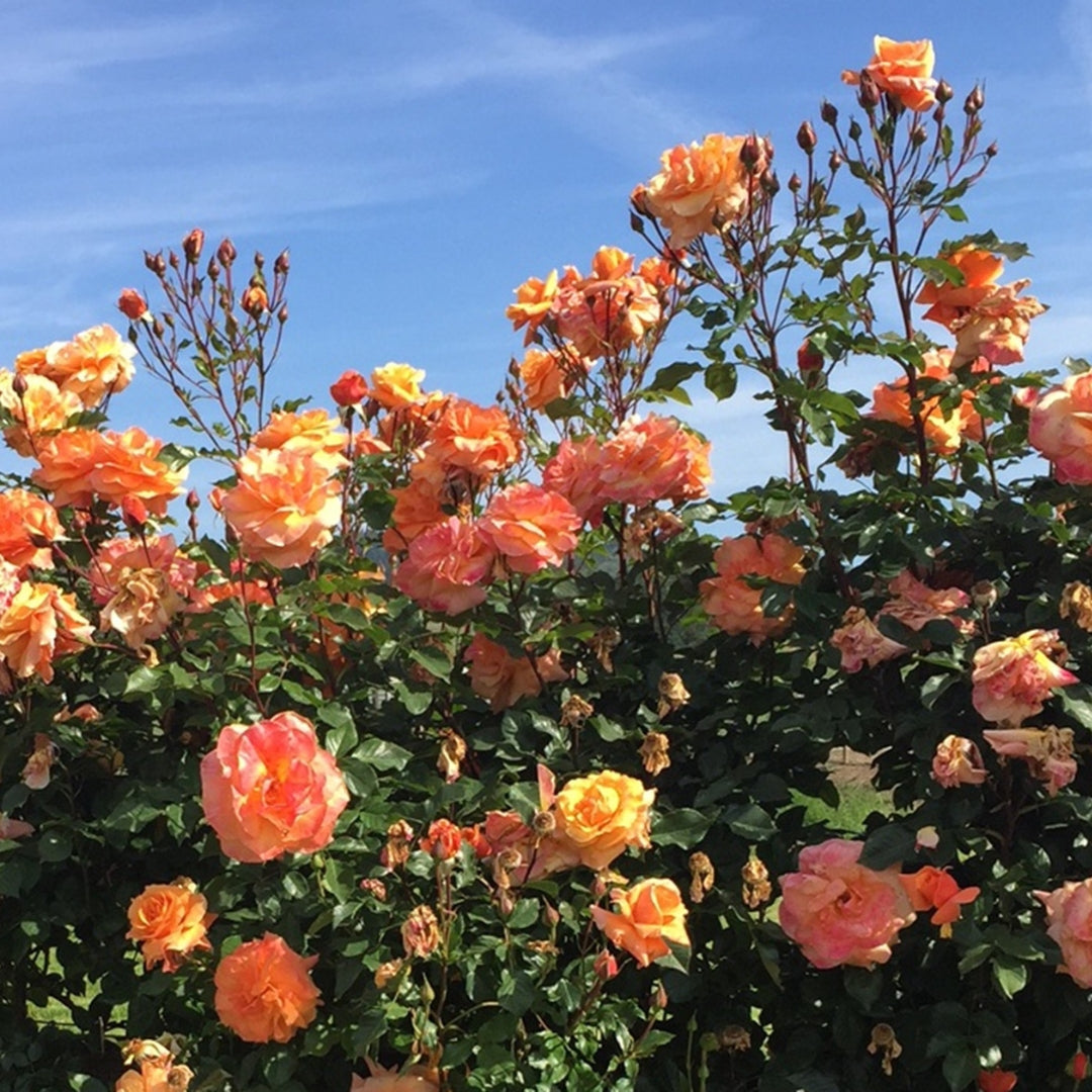 Arborose Climber | Tangerine Skies