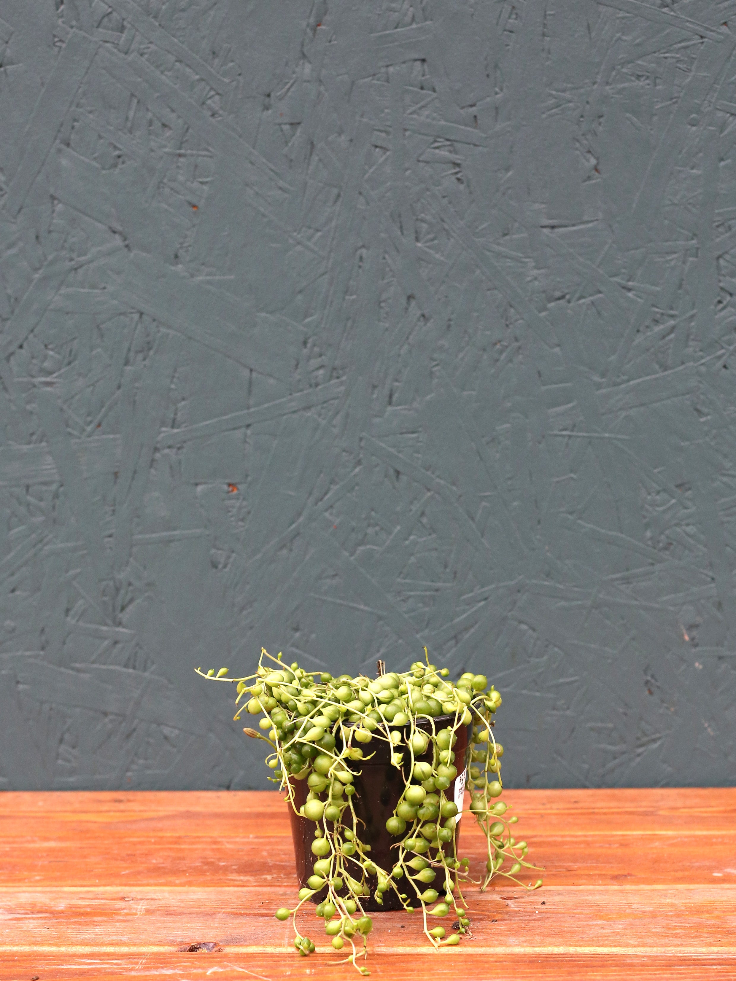 artificial string of pearls succulent Senecio String of Pearls – Watson's Greenhouse