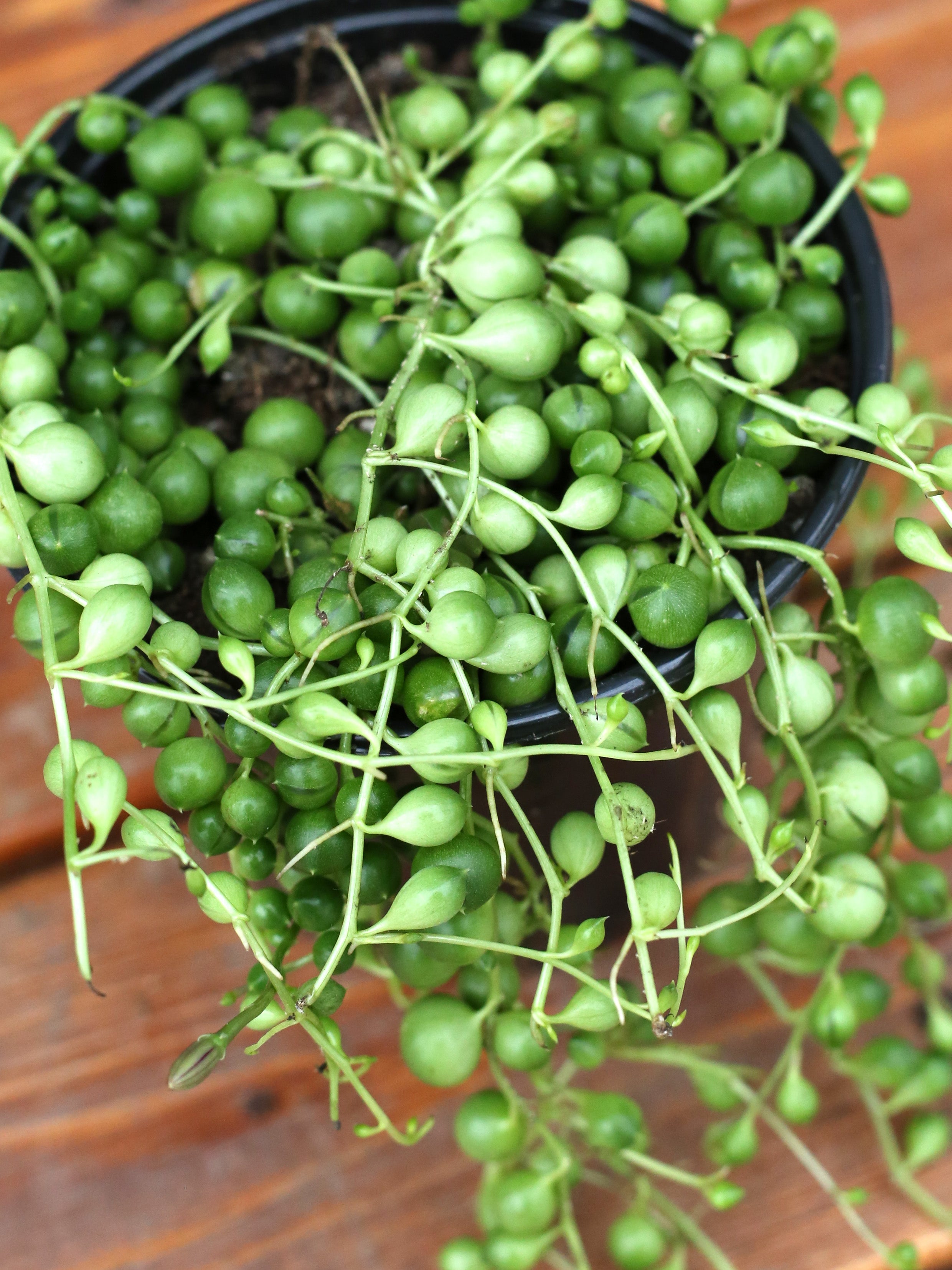 Senecio String of Pearls