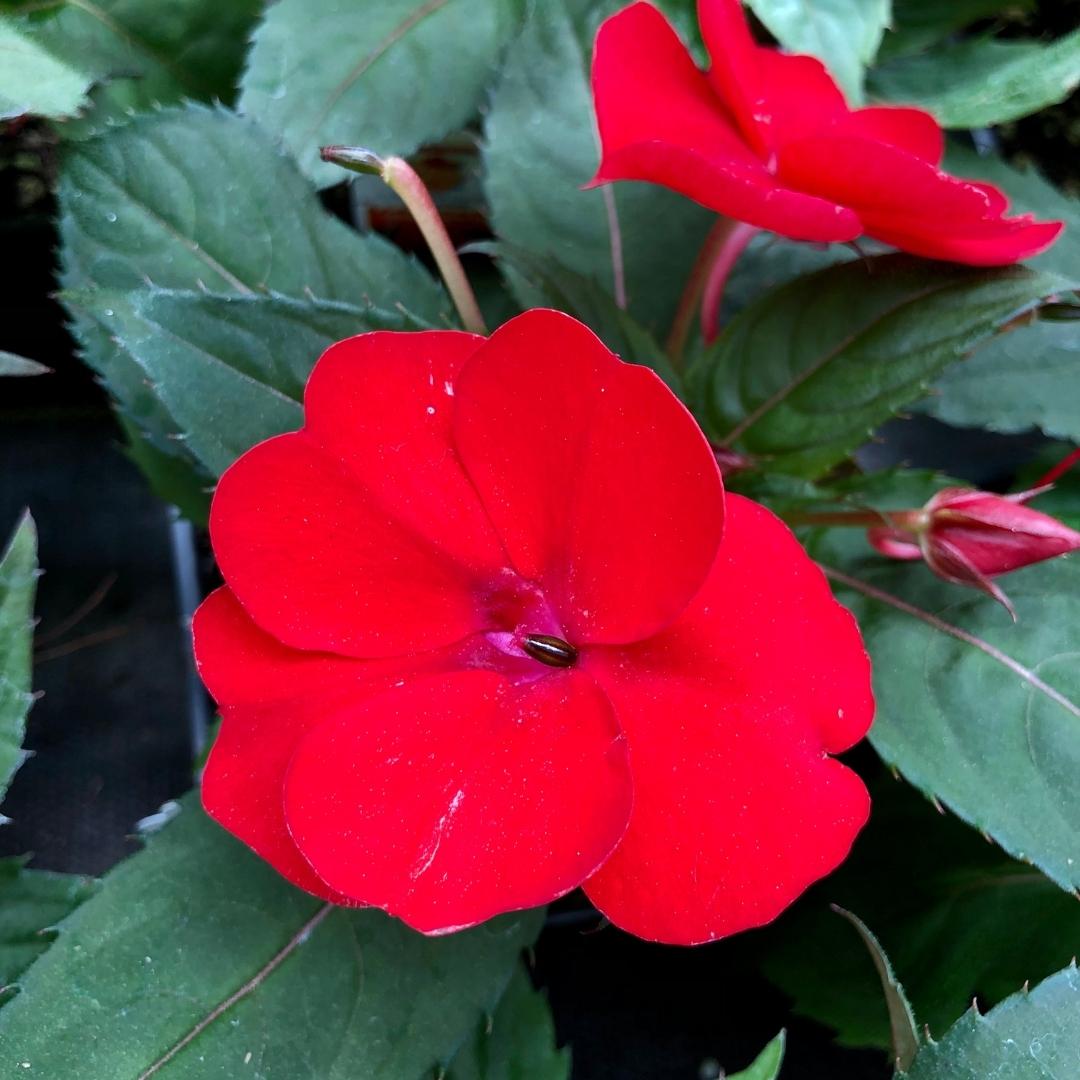 SunPatiens® Compact Red 4