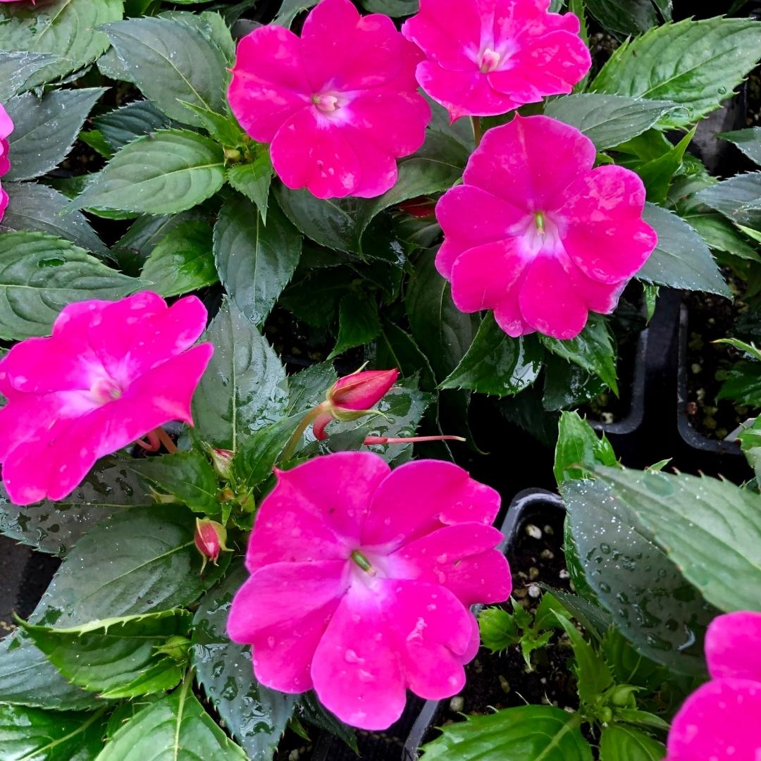 Watson's Greenhouse 