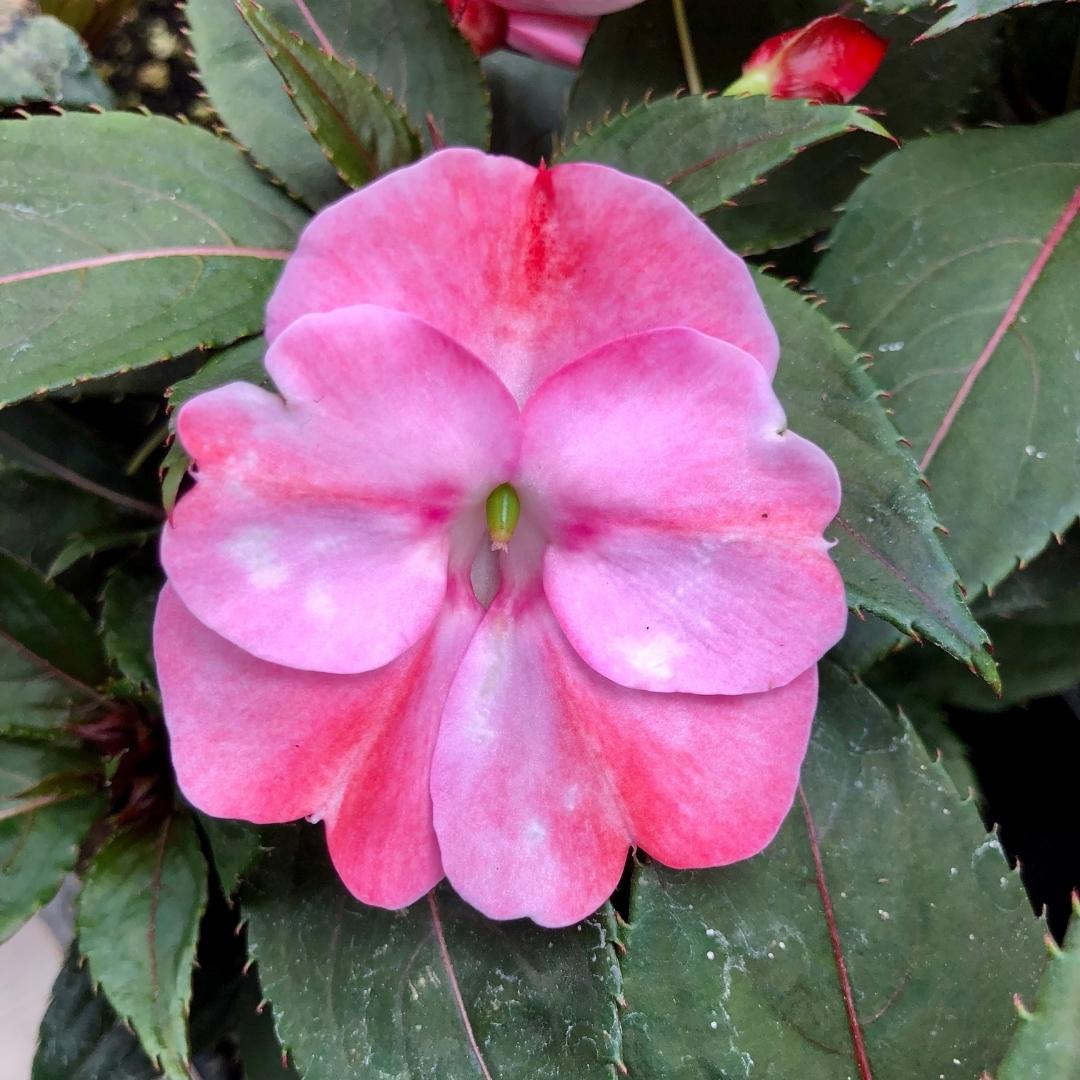 SunPatiens® Compact Pink Candy