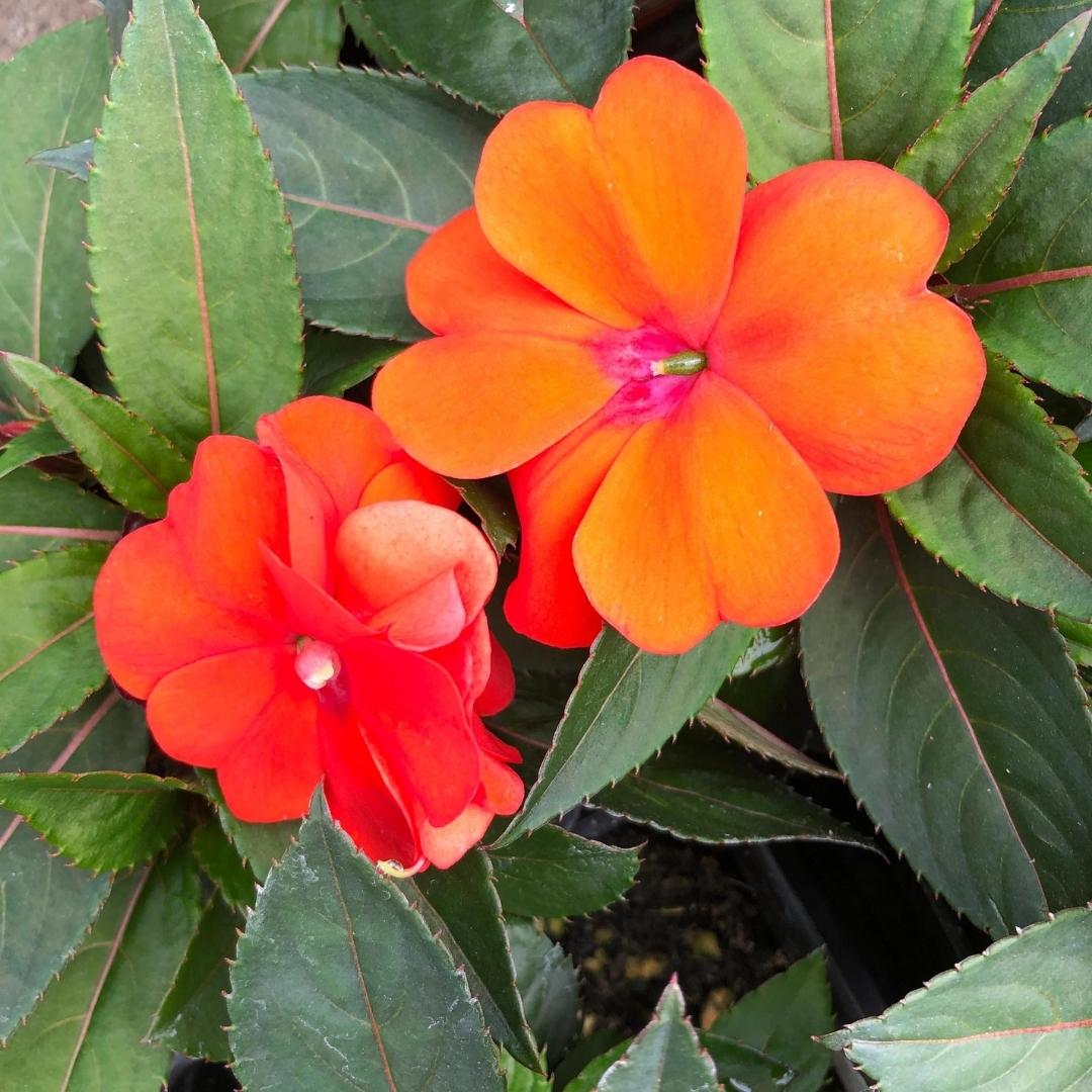SunPatiens®️ Compact Electric Orange 4”