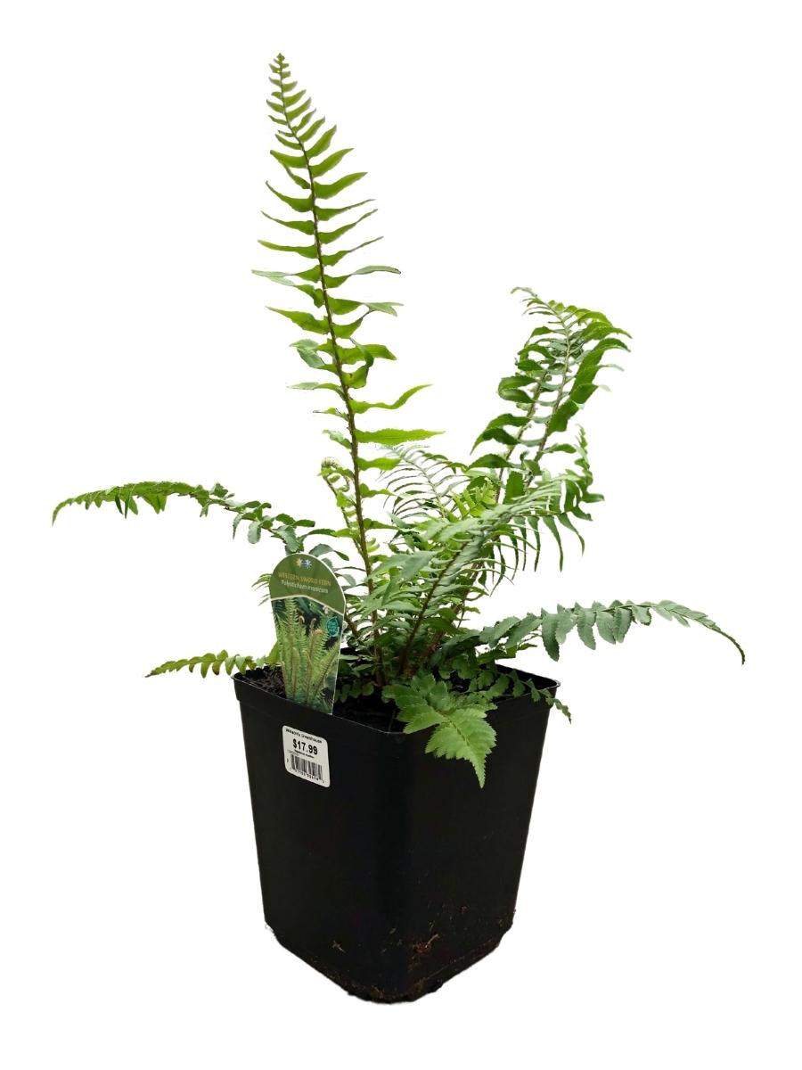 Sword Fern