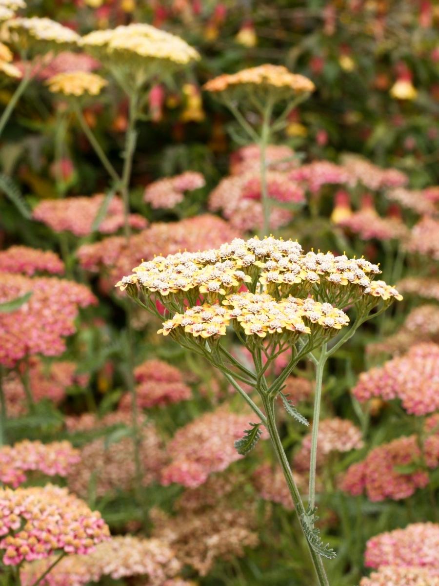 Achillea Yarrow 'Terracotta' 1G
