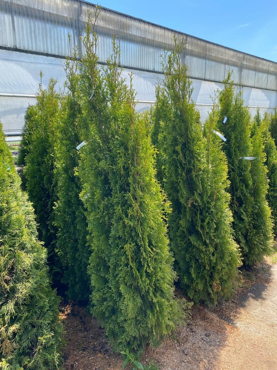 Arborvitae Emerald Green