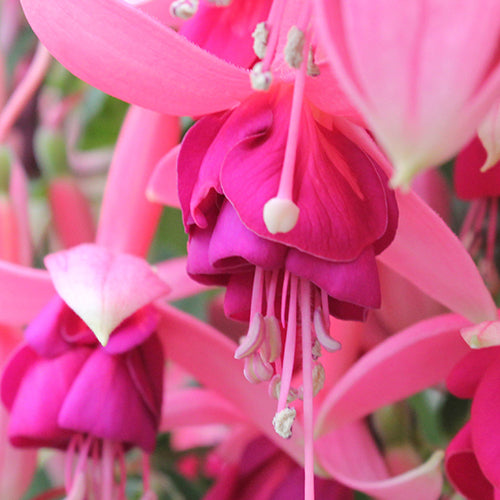 Fuchsia | Trailblazer 4"