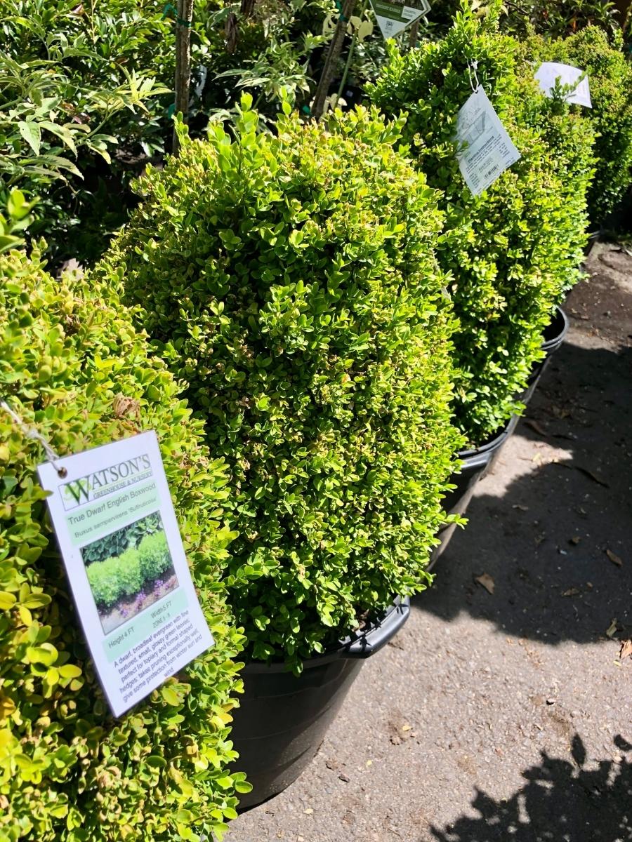 Dwarf English Boxwood