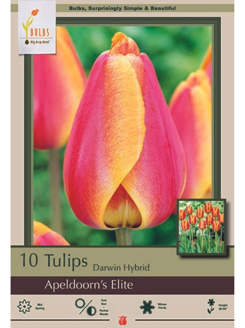 Tulip 'Apeldoorns Elite' - Bulb Pack