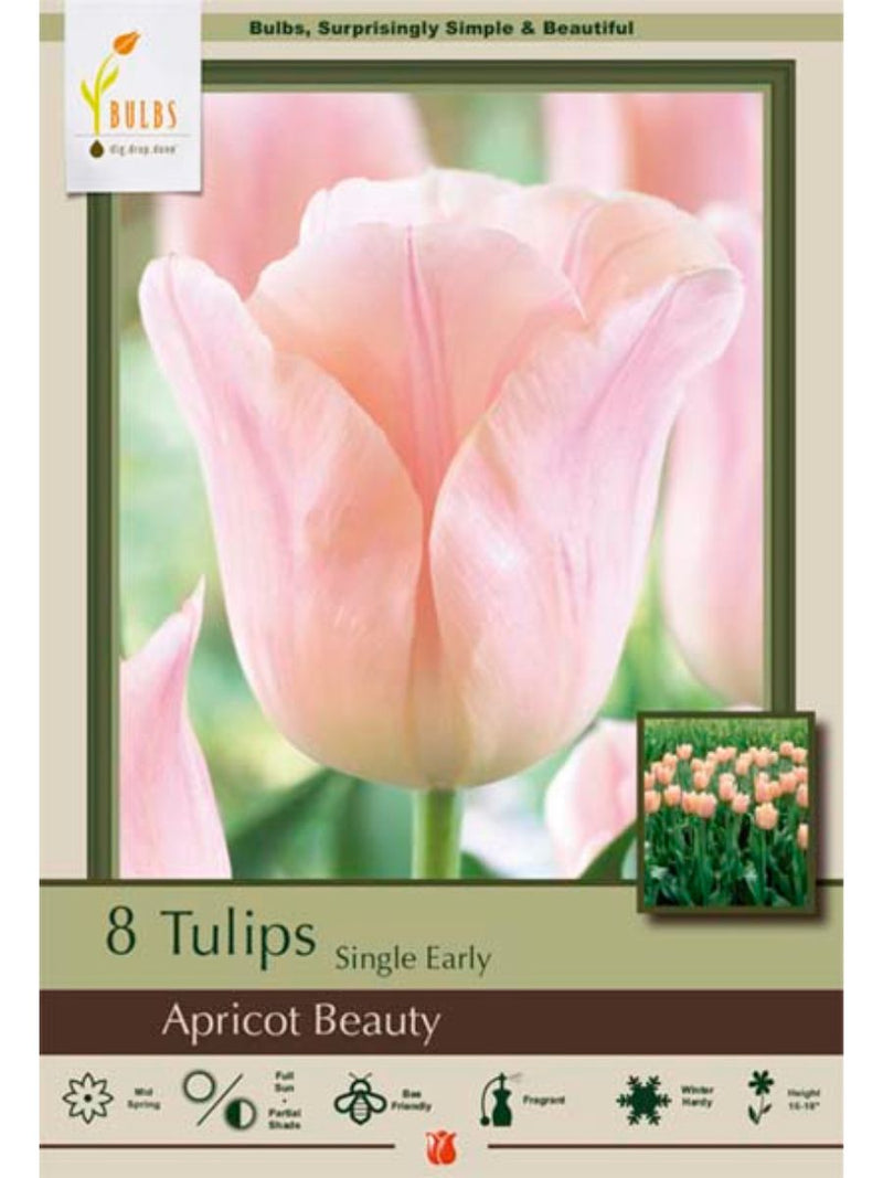 Tulip 'Apricot Beauty' - Bulb Pack
