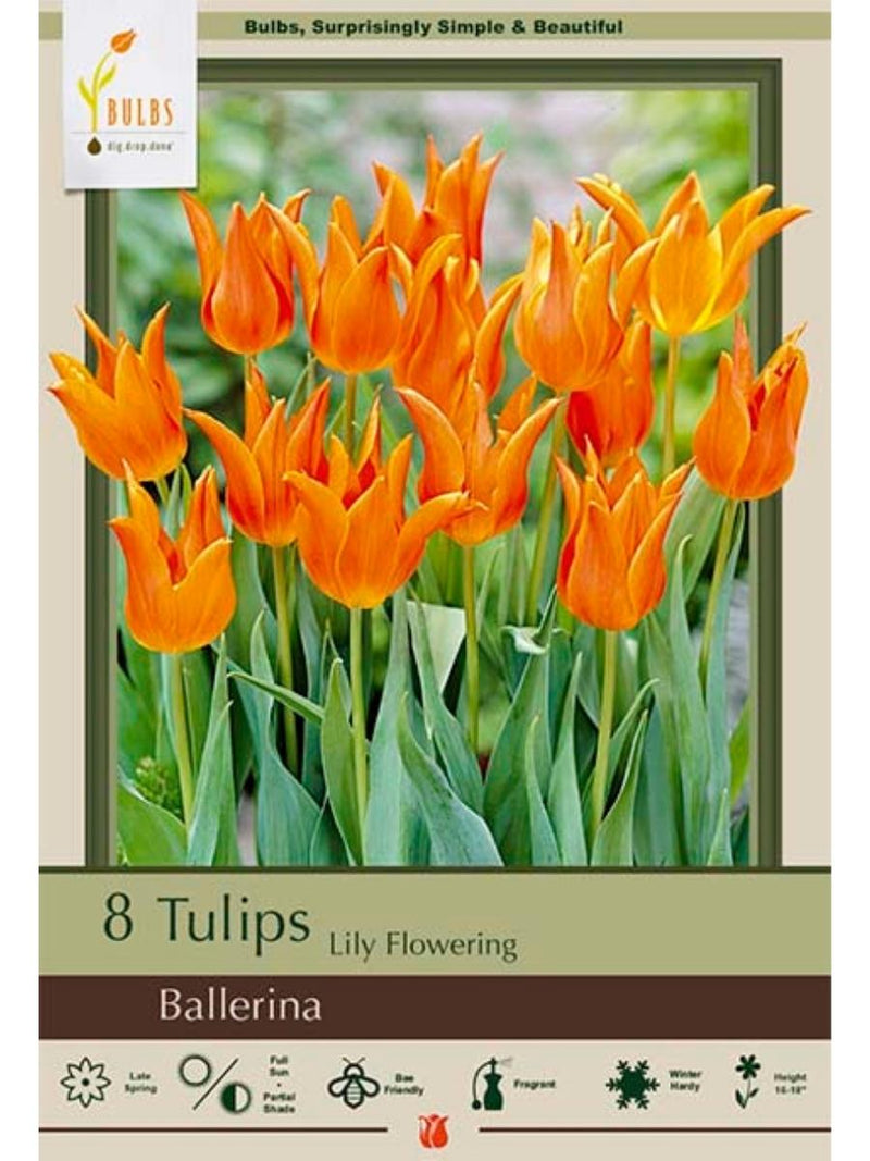 Tulip 'Ballerina' - Bulb Pack