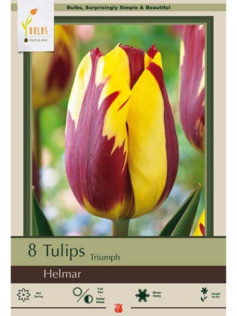 Tulip 'Helmar' - Bulb Pack